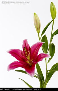  百合花图片高清，绽放的美丽与纯洁，百合花绽放的高清图片，美丽与纯洁的象征--第1张