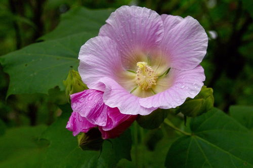  芙蓉树图片，真实照片与美丽传说，美丽传说与真实照片的视觉盛宴--第1张