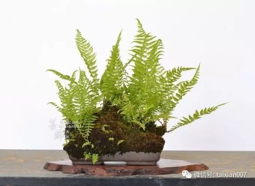  铁线蕨盆景--第1张