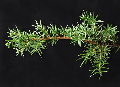  刺柏属，植物界的独特代表，生态多样性的重要组成部分--第1张