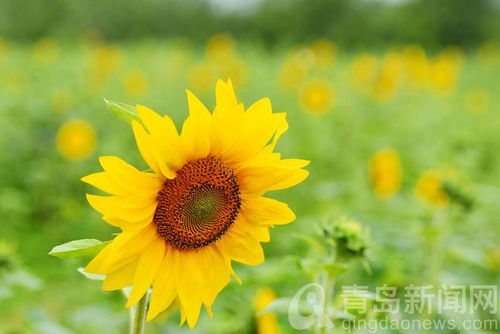  向日葵有一句很好的花语，向阳而生，向日葵的美丽花语--第1张