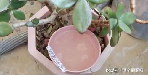  买花种子在哪里买的比较好，如何购买优质的鲜花种子，最佳购买地点推荐--第1张