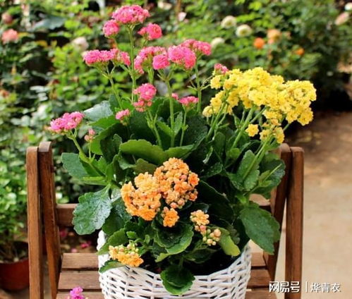  花期最长最好养的花，花期最长且最容易养护的花——康乃馨--第1张