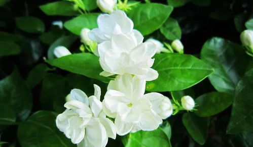  茉莉花的花语--第1张