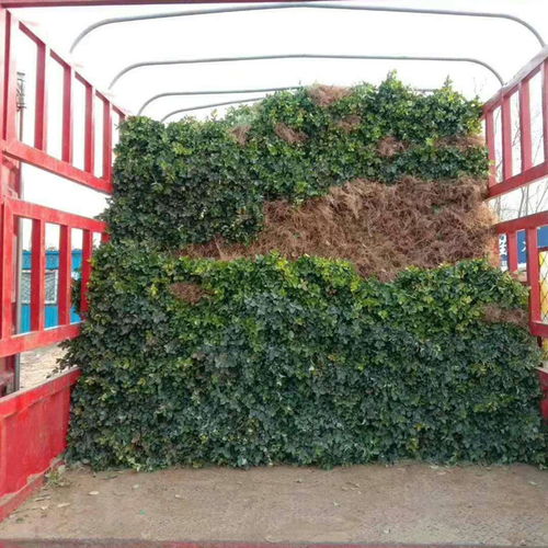  苗木价格走势分析，市场动态与未来趋势，苗木价格走势分析，市场动态与未来趋势--第1张