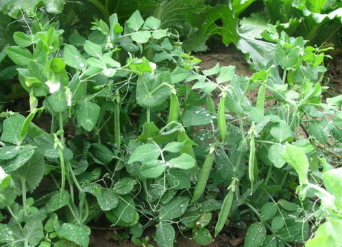  大自然中植物传播种子的方法--第1张