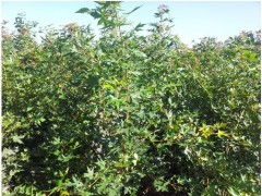  广西苗木求购信息网——一站式苗木采购平台--第1张