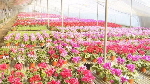  烟台鲜花批发市场，鲜花的海洋，生活的色彩--第1张