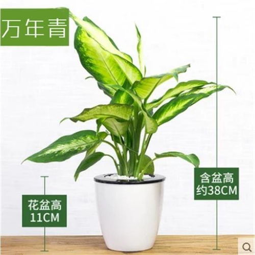  花叶万年青植物图片--第1张