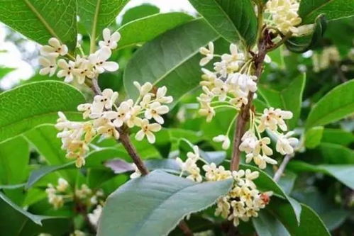  桂花树价格网，了解桂花树市场行情，选购优质桂花树--第1张