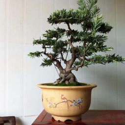  最旺财又镇宅的盆栽，最旺财又镇宅的盆栽推荐--第1张
