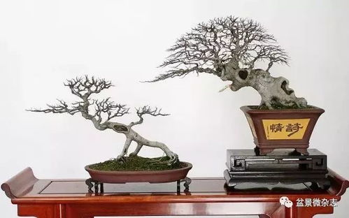  朴树盆景图片，自然之美与艺术之韵的完美结合，朴树盆景之美，自然与艺术的完美融合--第1张