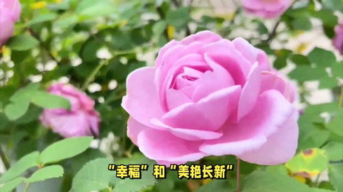  月季花语象征与寓意，月季花语象征爱情与美丽--第1张