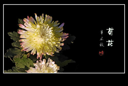  菊花之美，秋天的使者，生命的绚烂--第1张