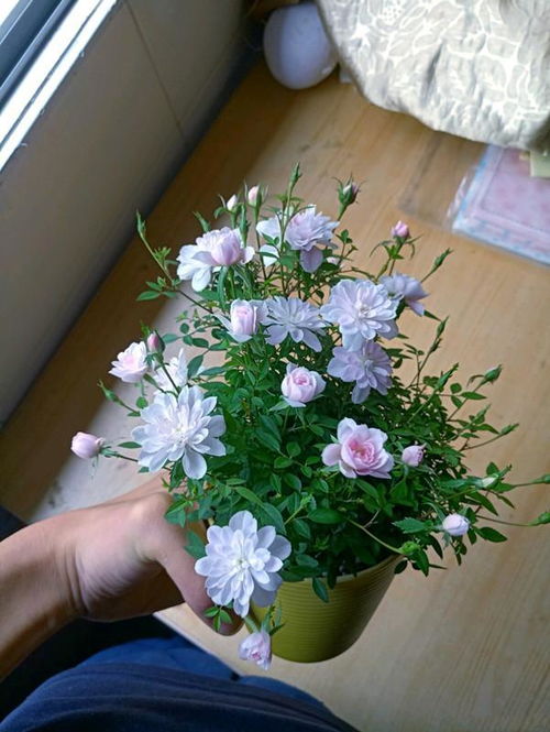  世界上最小的花是什么花，世界上最小的花是微小花。--第1张