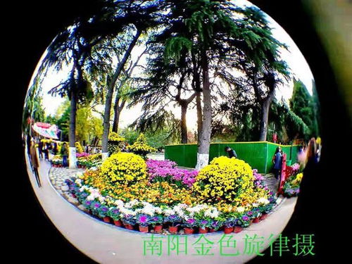  河南郑州鲜花，绚丽多彩的花卉之城--第1张