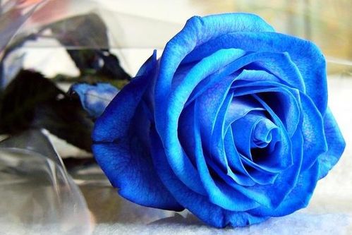 6朵蓝玫瑰代表什么意思 ，6朵蓝玫瑰代表什么意思--第1张