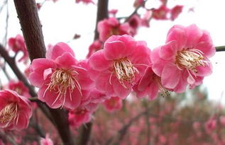  梅花的象征意义和精神，梅花的精神象征，坚韧、高雅与顽强不屈--第1张
