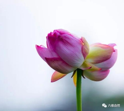  黄金并蒂莲的象征意义--第1张