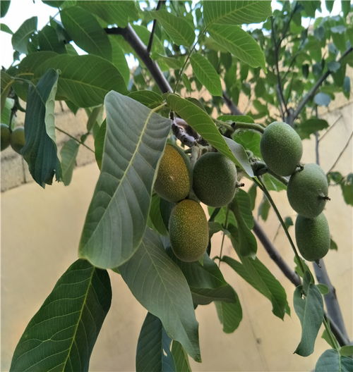 核桃树苗 核桃树苗种植方法--第1张
