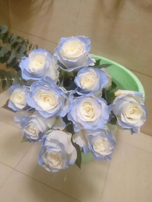  蓝色碎冰蓝玫瑰，花语之谜与情感寄托--第1张