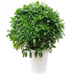  非洲茉莉适合室内还是室外--第1张