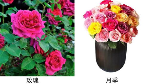  花店买的玫瑰花怎么养--第1张