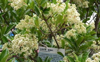  珊瑚树的特点，美丽与坚韧并存的植物之王--第1张
