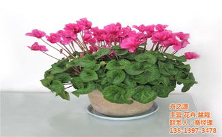  大型花卉图片大全，大型花卉图片大全，展现花卉之美--第1张