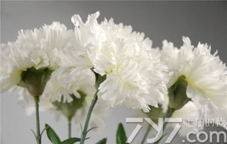  黄康乃馨的花语，黄康乃馨的花语，温馨的友谊、爱情，以及思念之情。--第1张