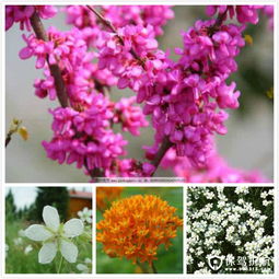  花卉名称大全名字，花卉名称大全，美丽花名集锦--第1张