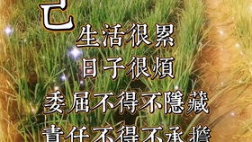  百合花的经典语录--第1张