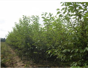  黑龙江省苗木信息网——一站式苗木采购平台--第1张