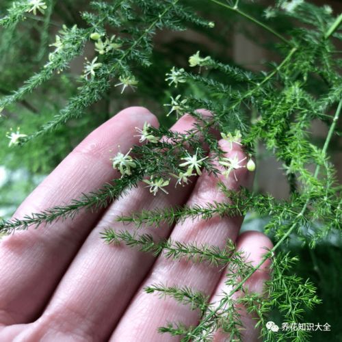  文竹开花后怎么处理--第1张