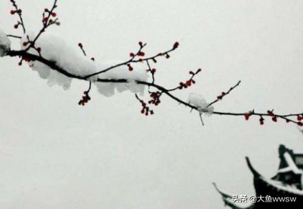  梅花的诗--第1张