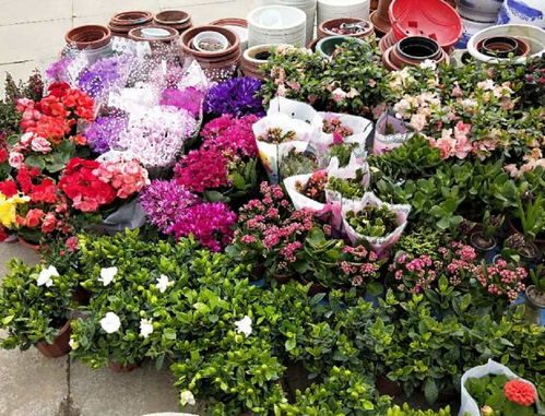  花卉苗木批发市场，花卉苗木交易的黄金地段--第1张