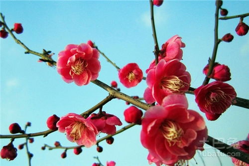  梅花象征了哪些职业人，梅花象征了那些坚韧不拔、不屈不挠的职业人，他们就像梅花一样，无论在多么艰难的环境中都能保持自己的本色，不断努力奋斗。--第1张