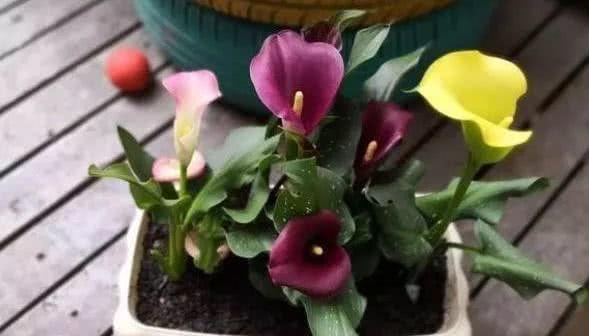  马蹄莲种植方法和时间