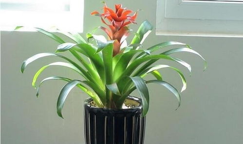  家里千万不能养鸿运当头，否则后果不堪设想！--第1张