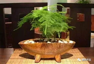  富贵竹放哪里最旺财，富贵竹放家里的财位最旺财--第1张