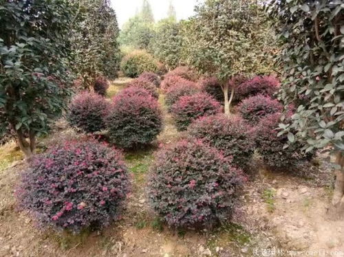  红花继木多少钱一株，红花继木的价格是多少？--第1张
