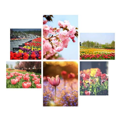  北京国际鲜花港，探寻四季花海的奇妙之旅--第1张