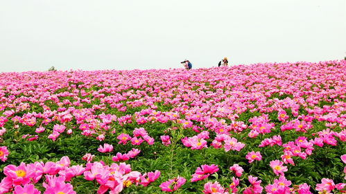  成都鲜花山谷，一个美丽而独特的乡村田园--第1张