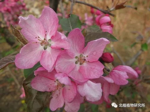  海棠花有几种--第1张