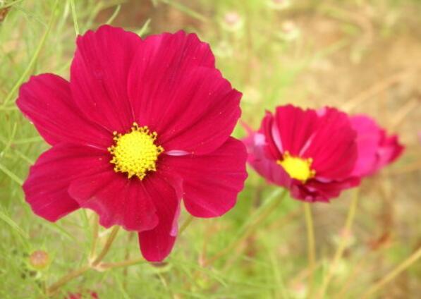 黄矢车菊的花语，黄矢车菊的花语，保护、自我、自由、无拘无束、不畏艰难。--第1张