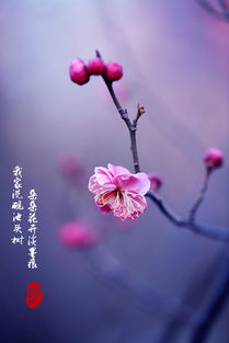  赞美梅花的四字词语，赞美梅花坚韧不拔的四字词语--第1张