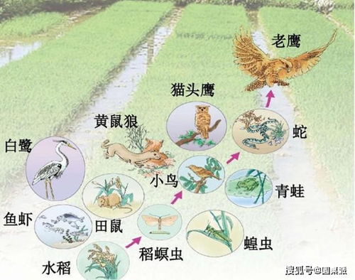  种子的传播方式与什么有关--第1张