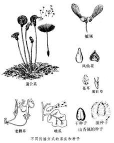  植物传播种子的意义--第1张