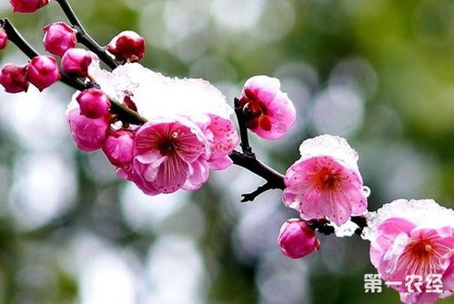  冬天开的花有哪些--第1张