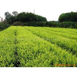  西北苗木今日免费求购信息--第1张